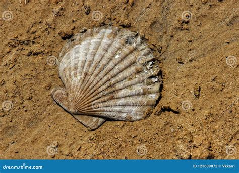 how old are seashell fossils.